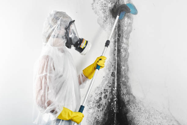 Mold Removal for HVAC Installations in Abilene, KS