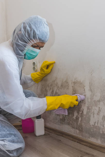 Best Mold Damage Restoration  in Abilene, KS