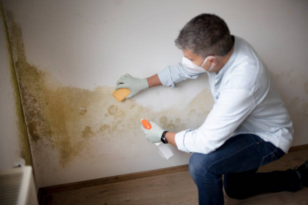 Best Mold Prevention Services  in Abilene, KS