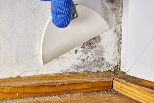 Best Biohazard Mold Removal  in Abilene, KS